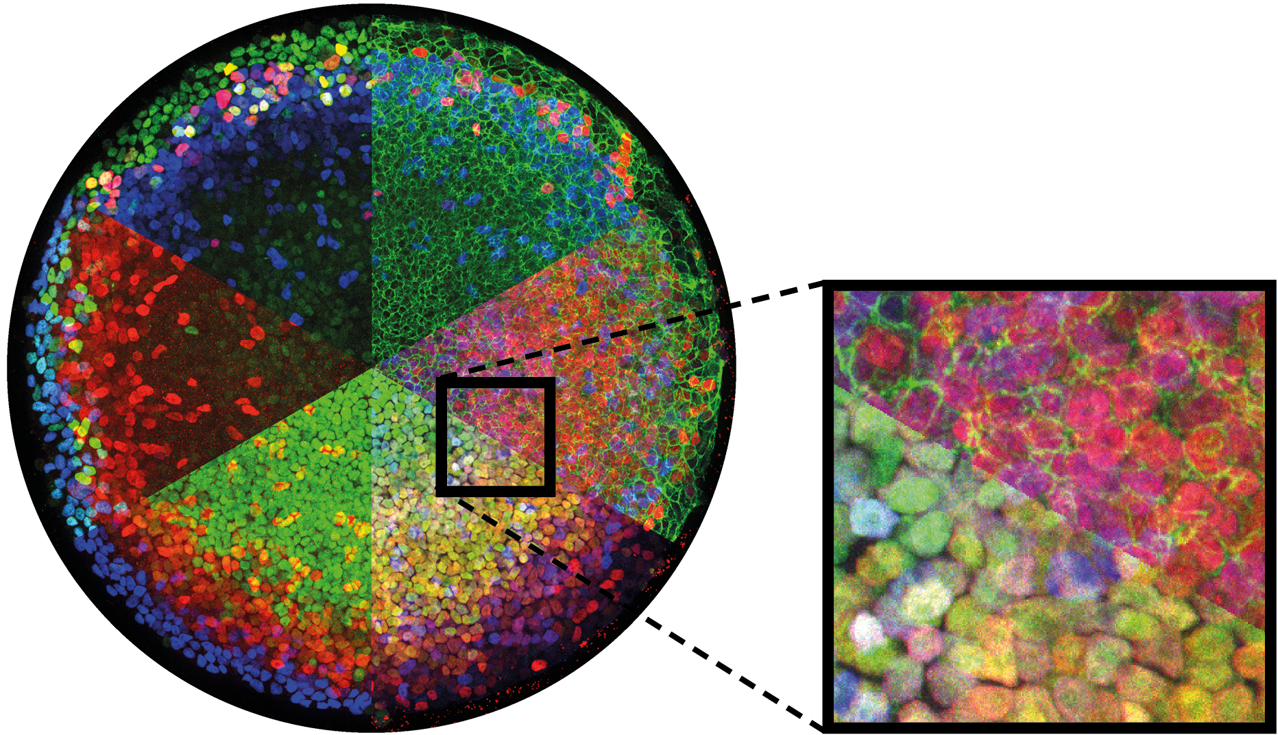 Overlay of iterative immunofluorescence stains