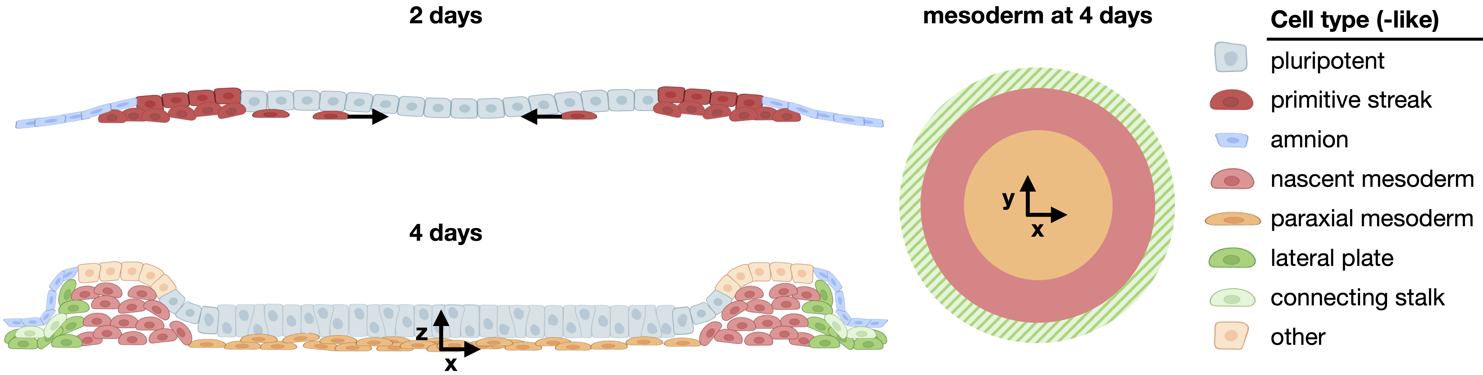 Mesoderm organization in extended-culture human gastruloids