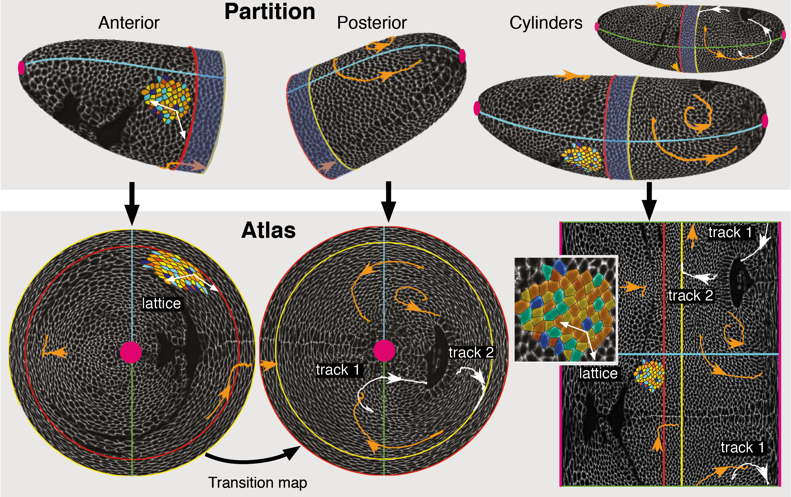 Tissue cartography with ImSAnE applied to Drosophila gastrulation