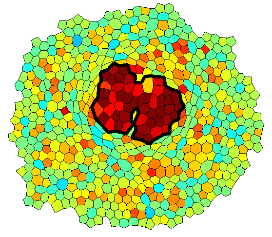Simulation of epithelium with overgrowing clone, colored for pressure